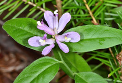 Rhinotropis californica