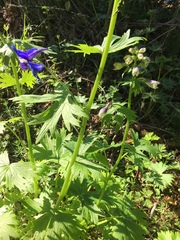 Delphinium trolliifolium