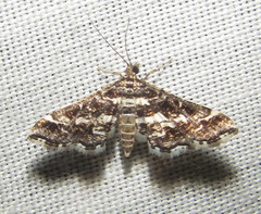 Diasemiopsis ramburialis