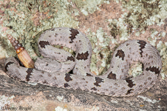Crotalus lepidus klauberi