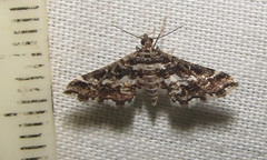 Diasemiopsis ramburialis