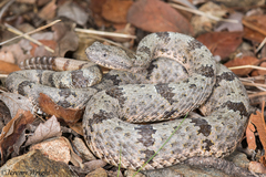 Crotalus lepidus klauberi