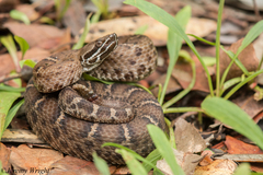 Crotalus willardi willardi