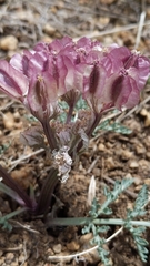Vesper constancei