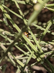 Cryptocephalus octoguttatus