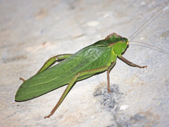 Steirodon dentatum