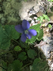 Viola sororia