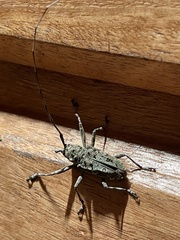 Ancylonotus tribulus