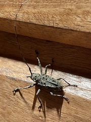 Ancylonotus tribulus