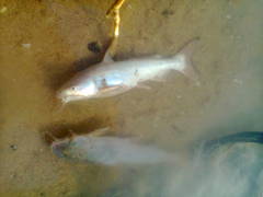 Plicofollis dussumieri