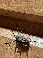 Ancylonotus tribulus