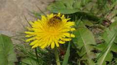 Apidae