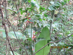 Heliconia schiedeana