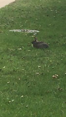 Sylvilagus floridanus