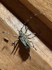 Ancylonotus tribulus