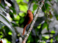 Rhytipterna holerythra