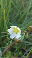 Limnanthes