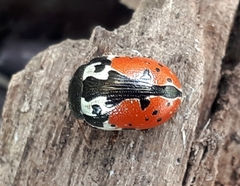 Calligrapha rowena