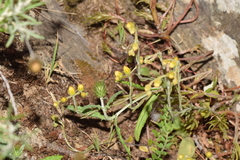 Petrosedum amplexicaule