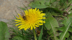 Apidae