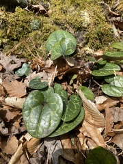 Hexastylis shuttleworthii
