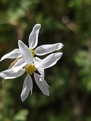 Lithophragma parviflorum parviflorum