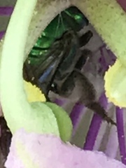 Pseudaugochlora graminea