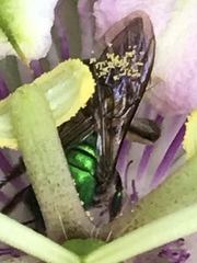 Pseudaugochlora graminea