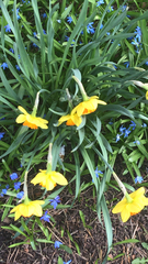 Narcissus pseudonarcissus