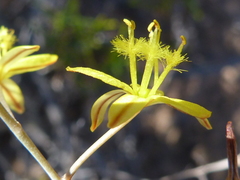 Bulbine favosa