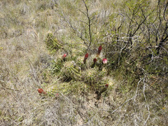 Trichocereus candicans