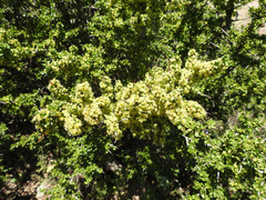 Condalia microphylla