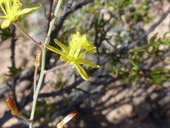 Bulbine favosa