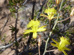 Bulbine favosa
