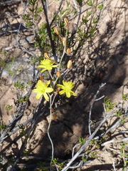 Bulbine favosa