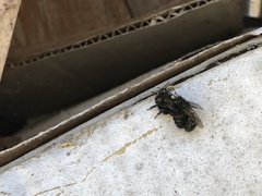 Osmia lignaria