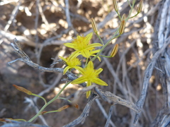 Bulbine favosa