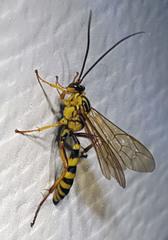 Setanta