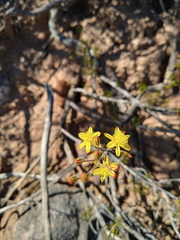 Bulbine favosa