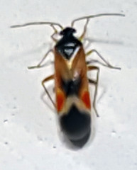 Ceratocapsus apicalis