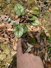 Hexastylis shuttleworthii