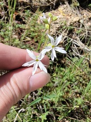 Lithophragma parviflorum parviflorum