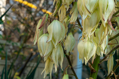Yucca