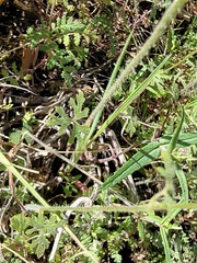 Lithophragma parviflorum parviflorum