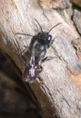 Protosmia rubifloris