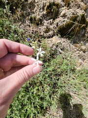 Lithophragma parviflorum parviflorum