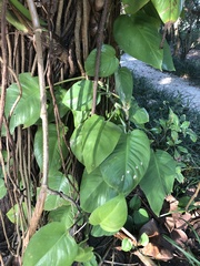 Epipremnum