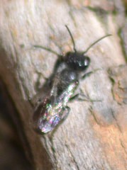 Protosmia rubifloris