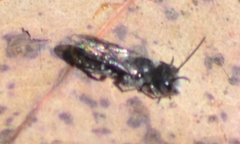 Protosmia rubifloris