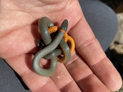 Diadophis punctatus similis